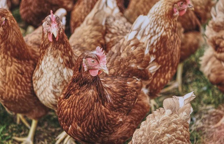 Quy mô hiện tại TRANG TRAI CỦA CÔNG TY ACESPACE CÔNG NGHỆ MỚI